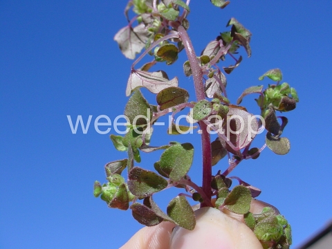 pellitory, Florida